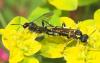 Macrophya montana